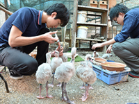 鳥類繁殖サークル